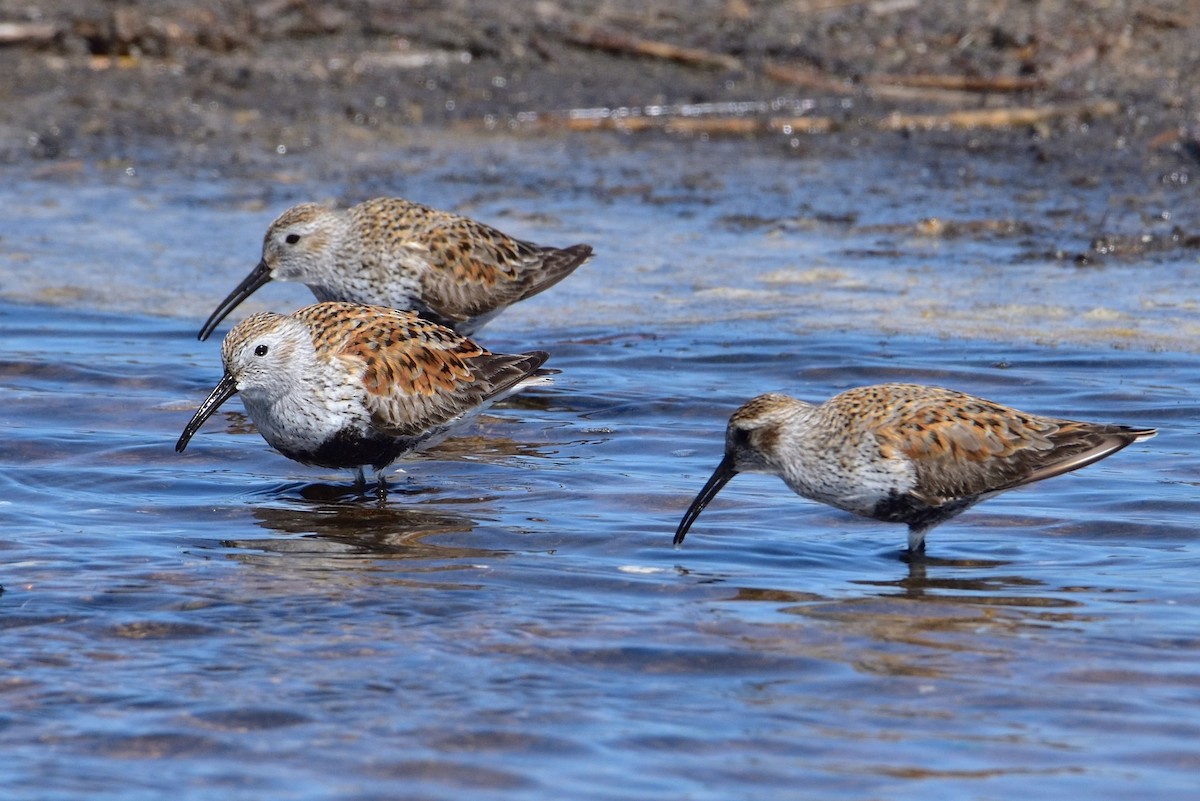 Dunlin - ML646618075