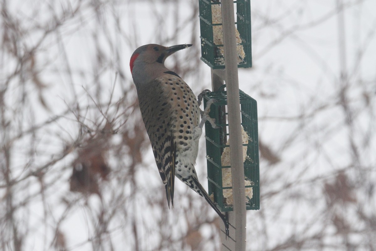 Northern Flicker - ML646618077