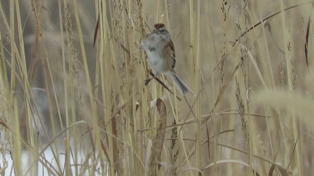 American Tree Sparrow - ML646618079