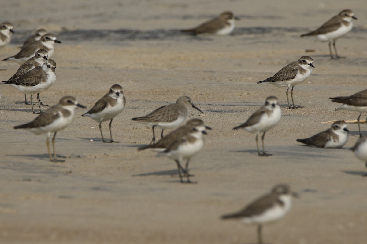 Tibetan Sand-Plover - ML646618080