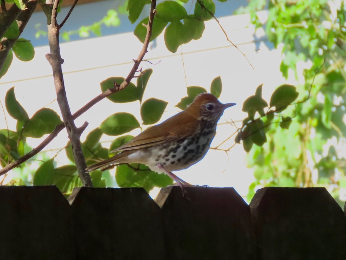 Wood Thrush - ML646618084