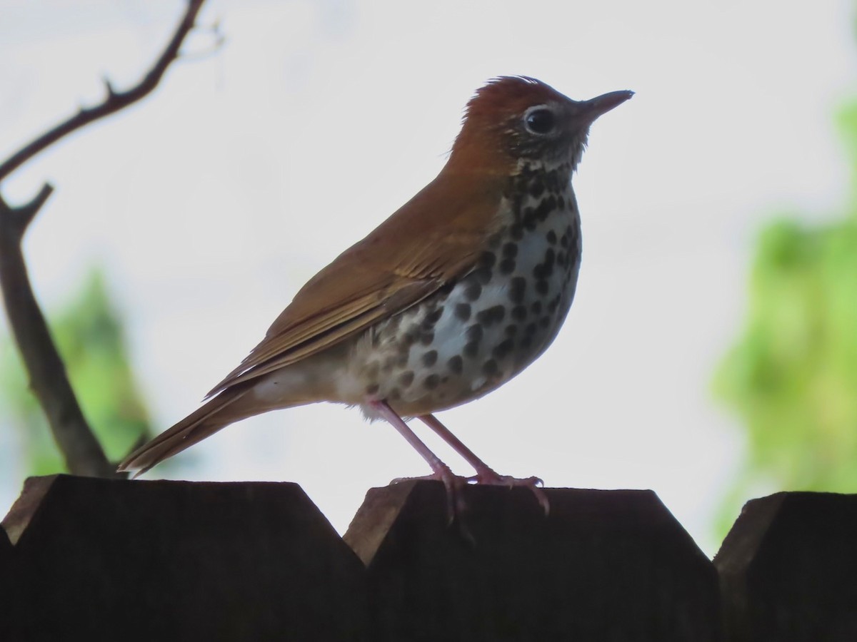 Wood Thrush - ML646618085
