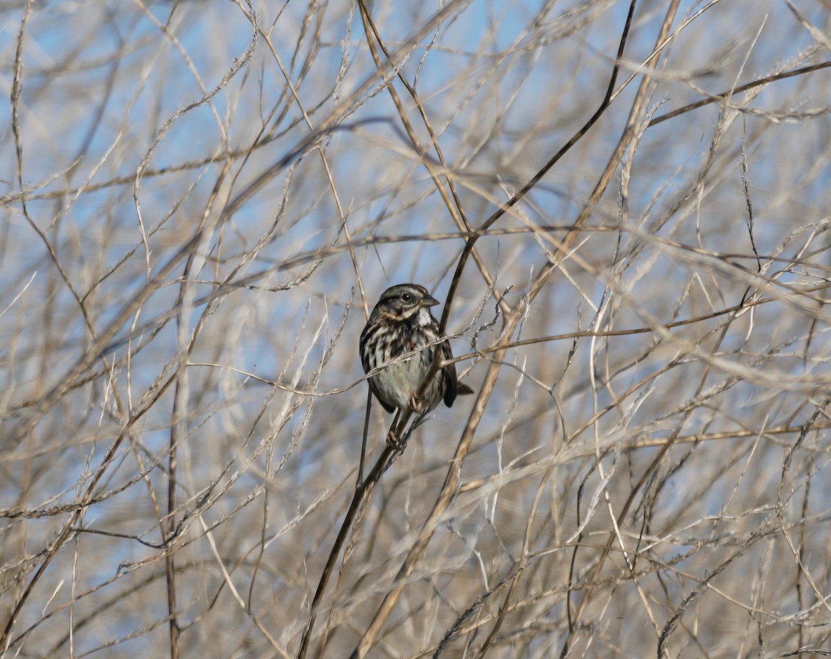 Song Sparrow - ML646618087