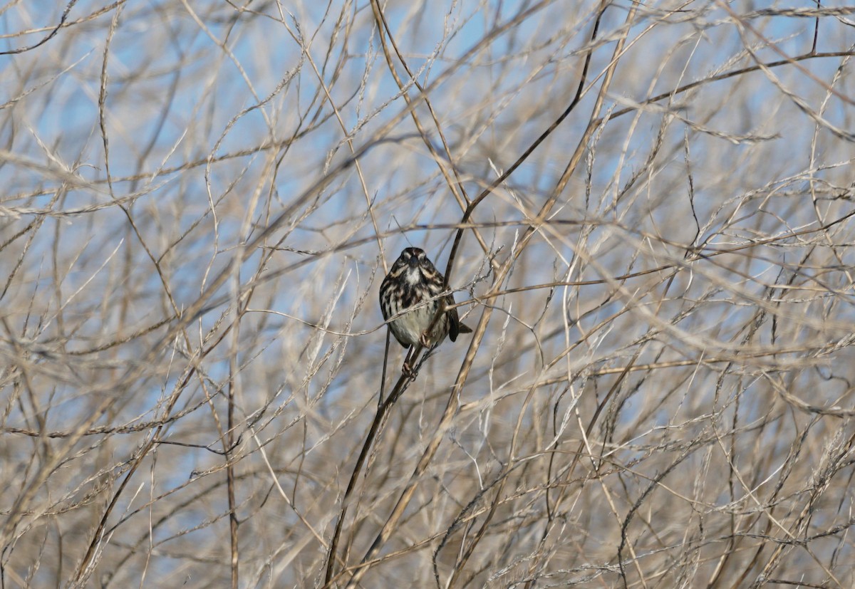 Song Sparrow - ML646618088