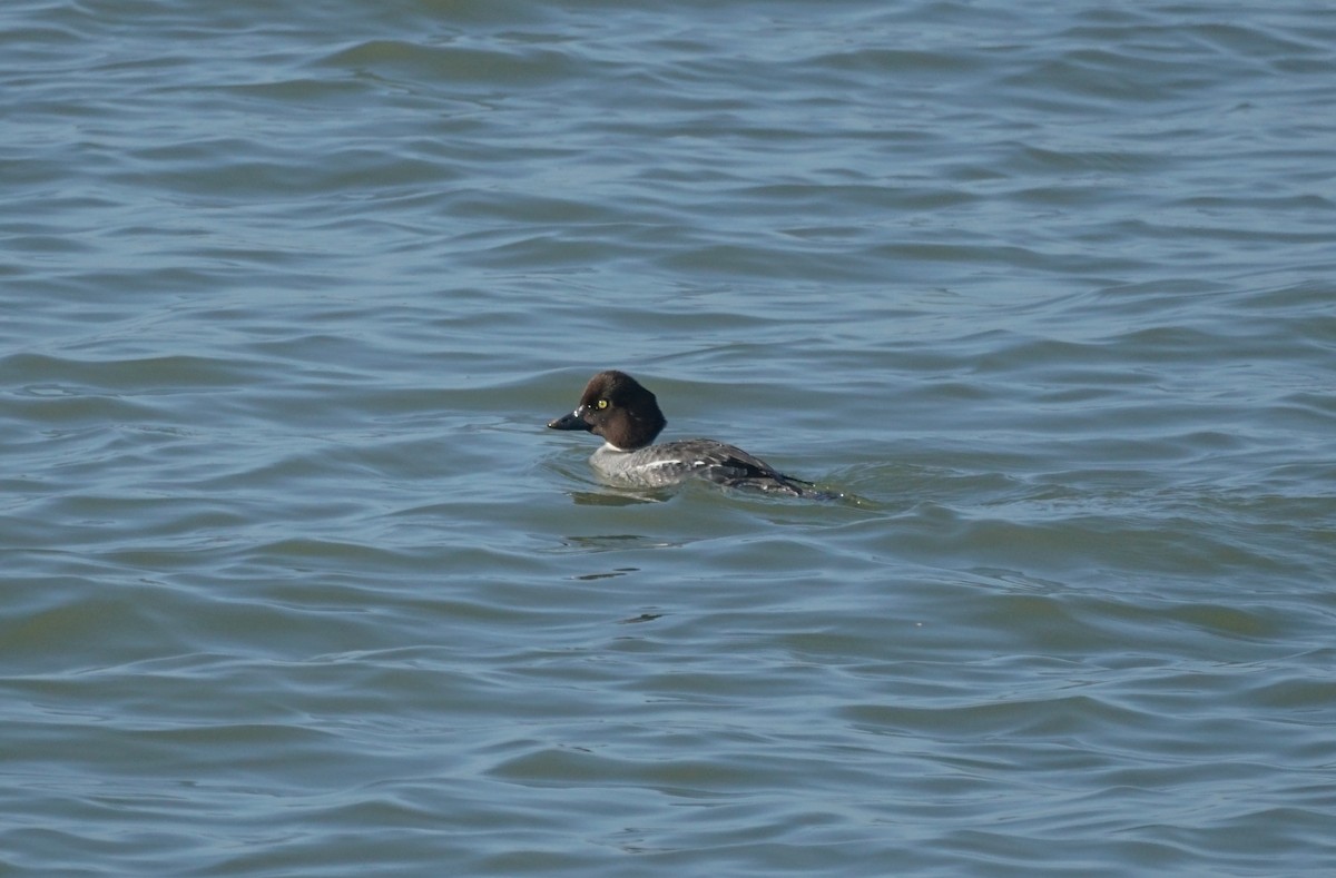 Common Goldeneye - ML646618089