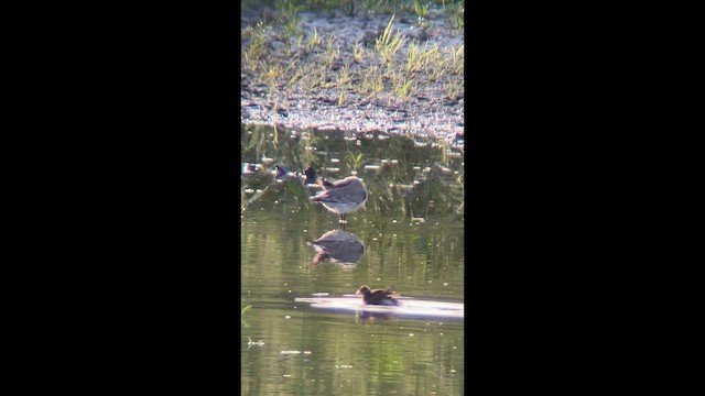 Büyük Kumkuşu - ML646618091