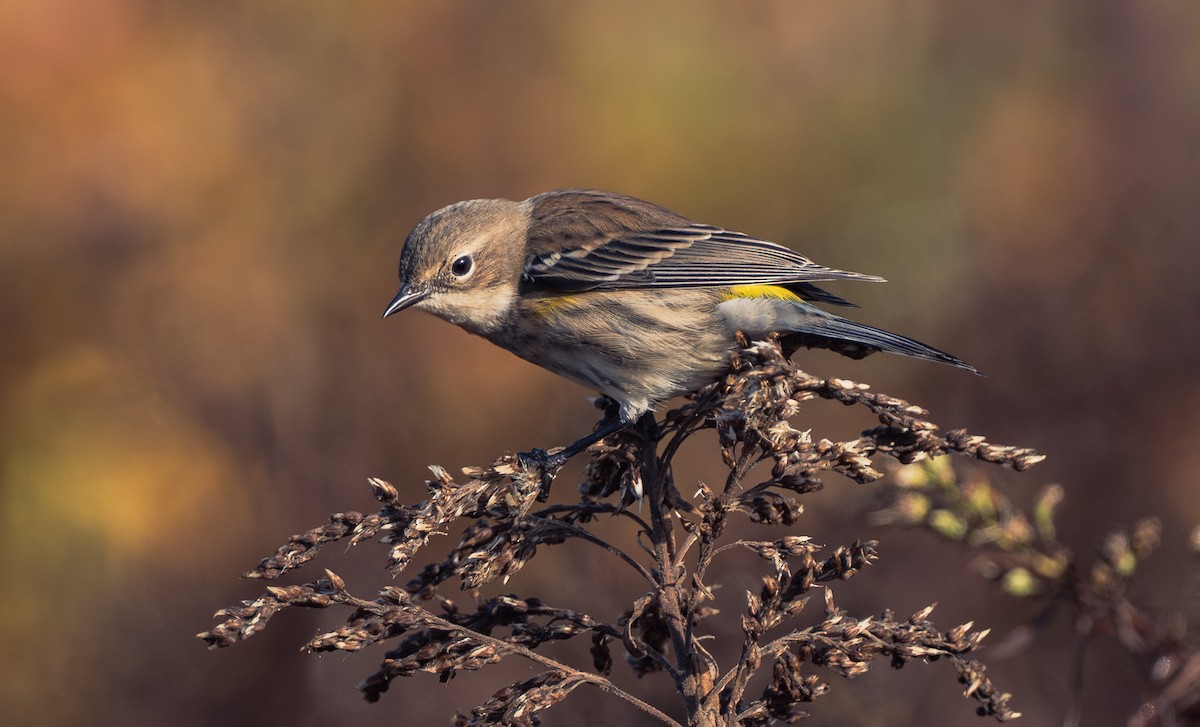 Taçlı Ötleğen (coronata) - ML646618094