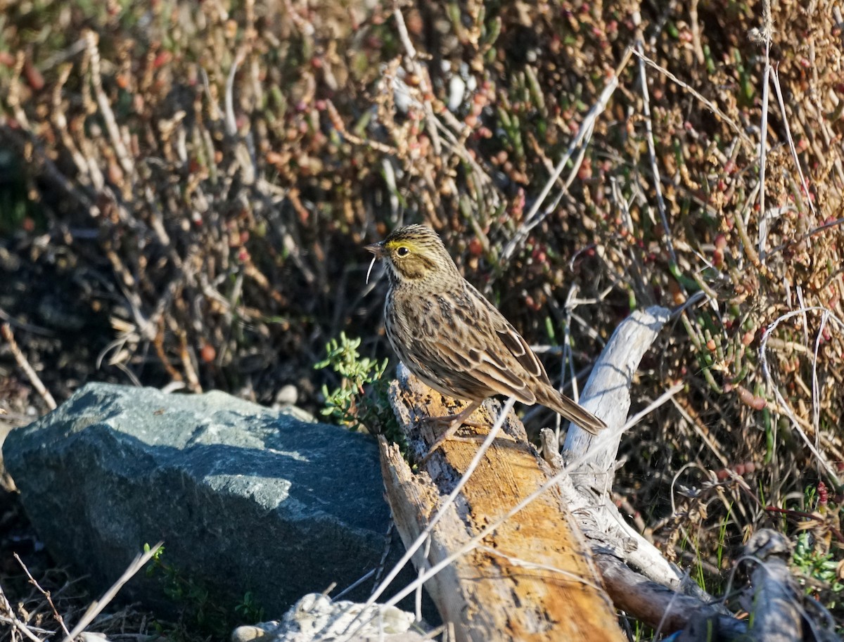 Savannah Sparrow - ML646618095