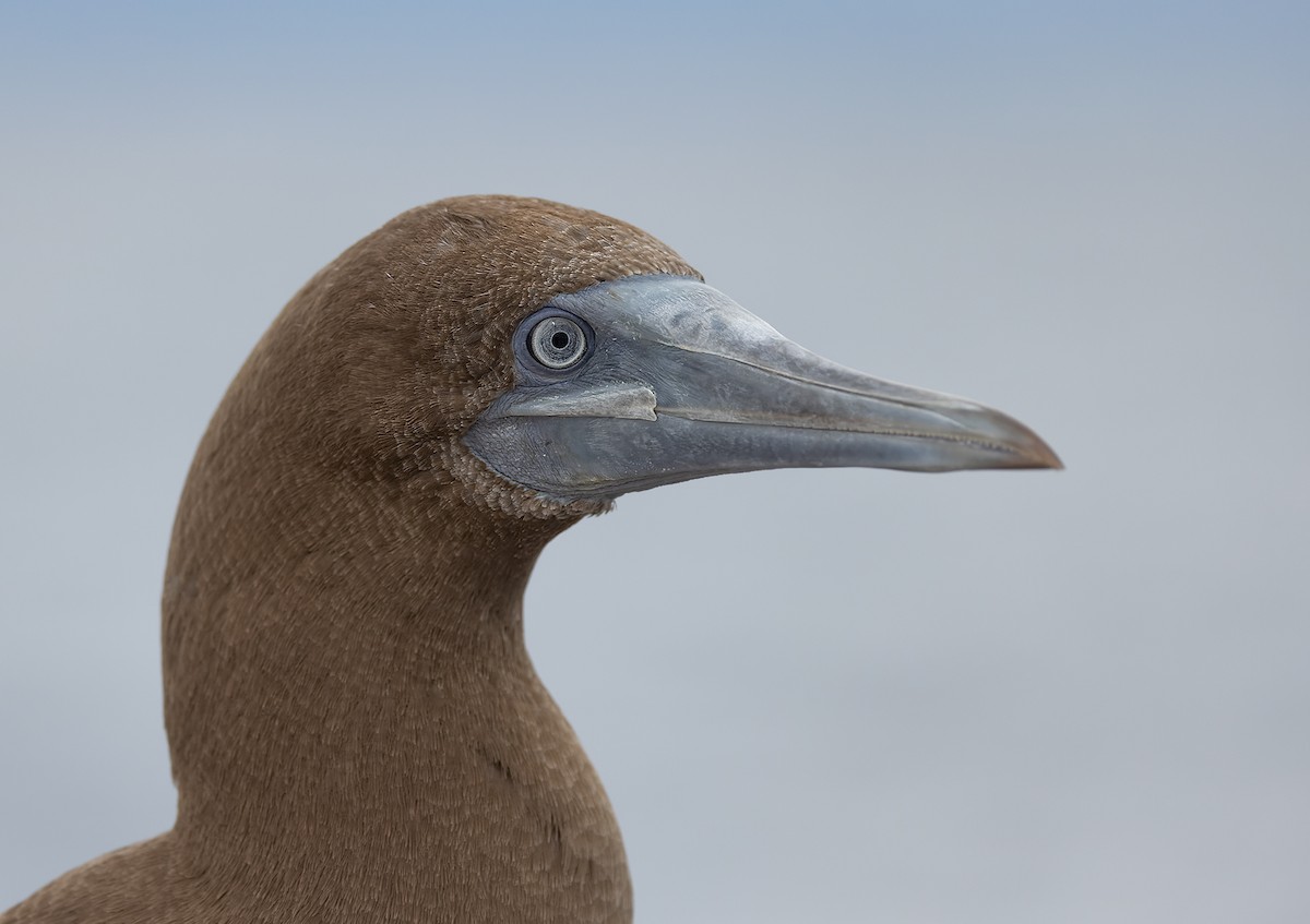 シロガシラカツオドリ（brewsteri） - ML646618096