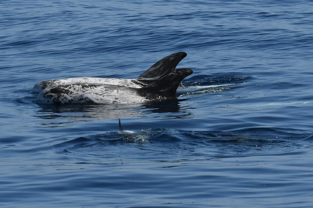 Grampo - ML646618097