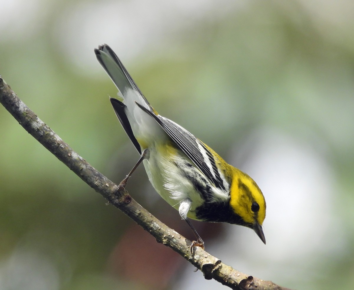 Black-throated Green Warbler - ML646618098