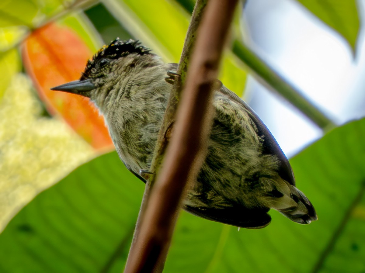 Grayish Piculet - ML646618100