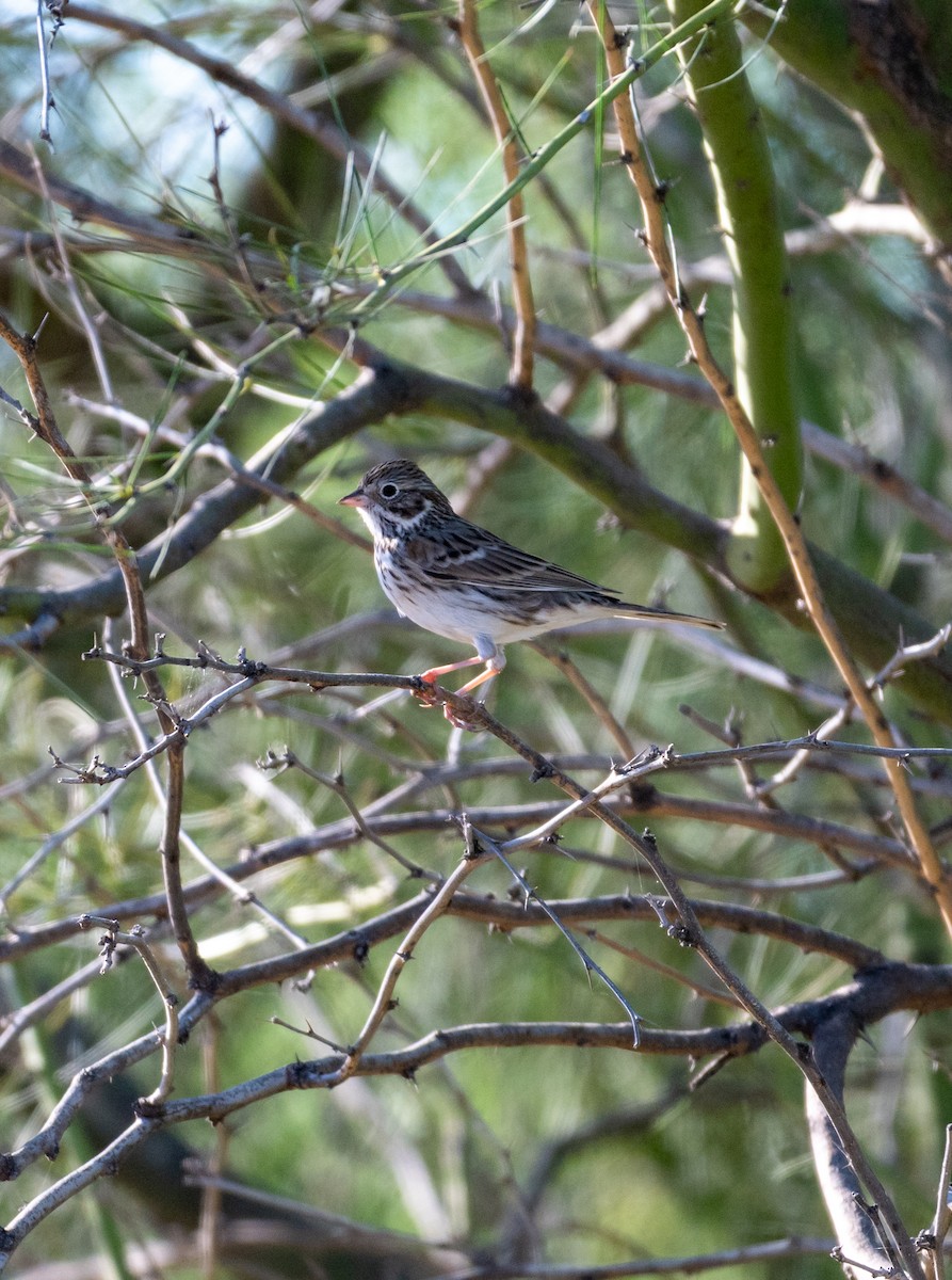 Vesper Sparrow - ML646618101