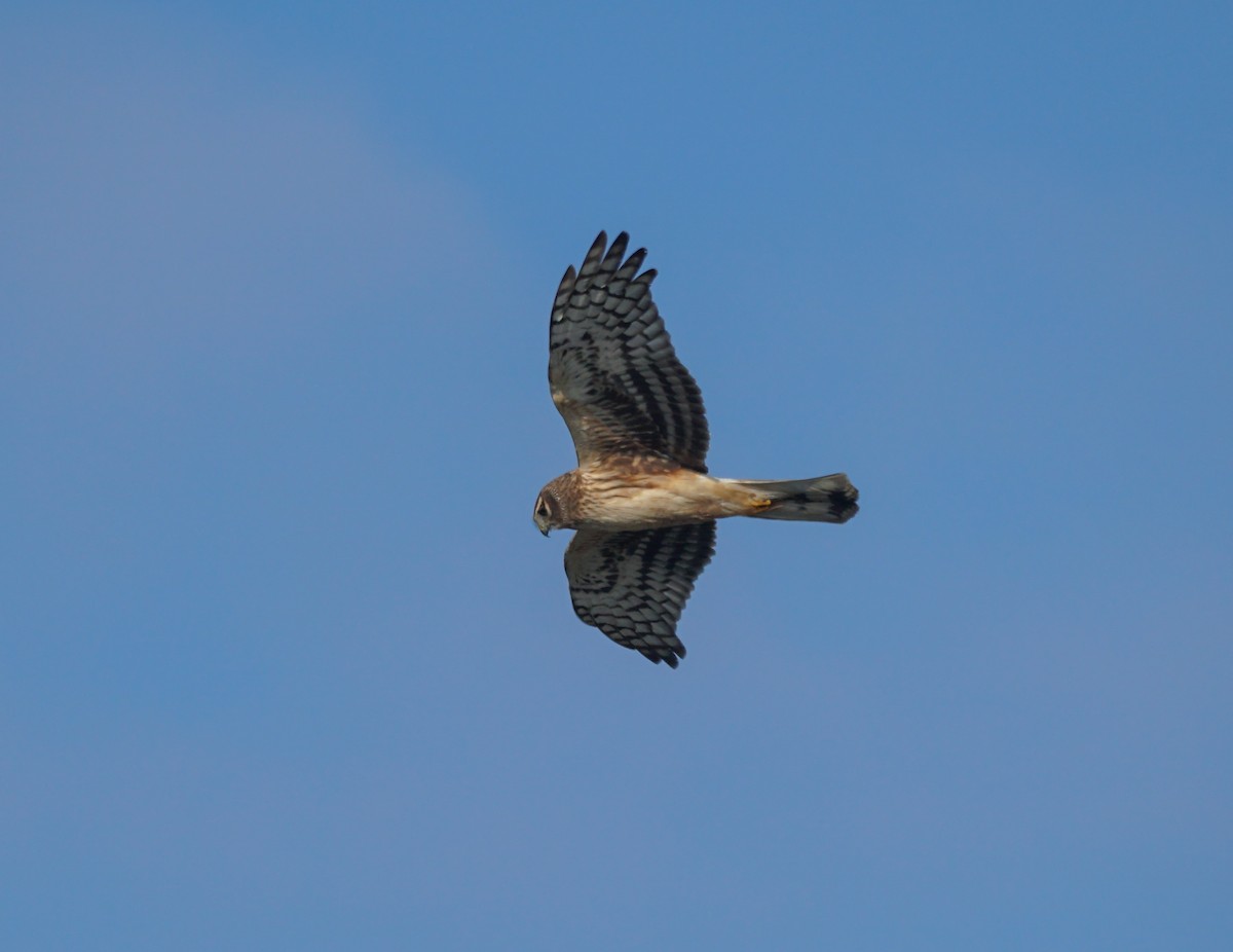 Northern Harrier - ML646618102