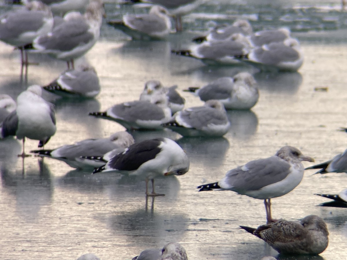 ニシセグロカモメ - ML646618103