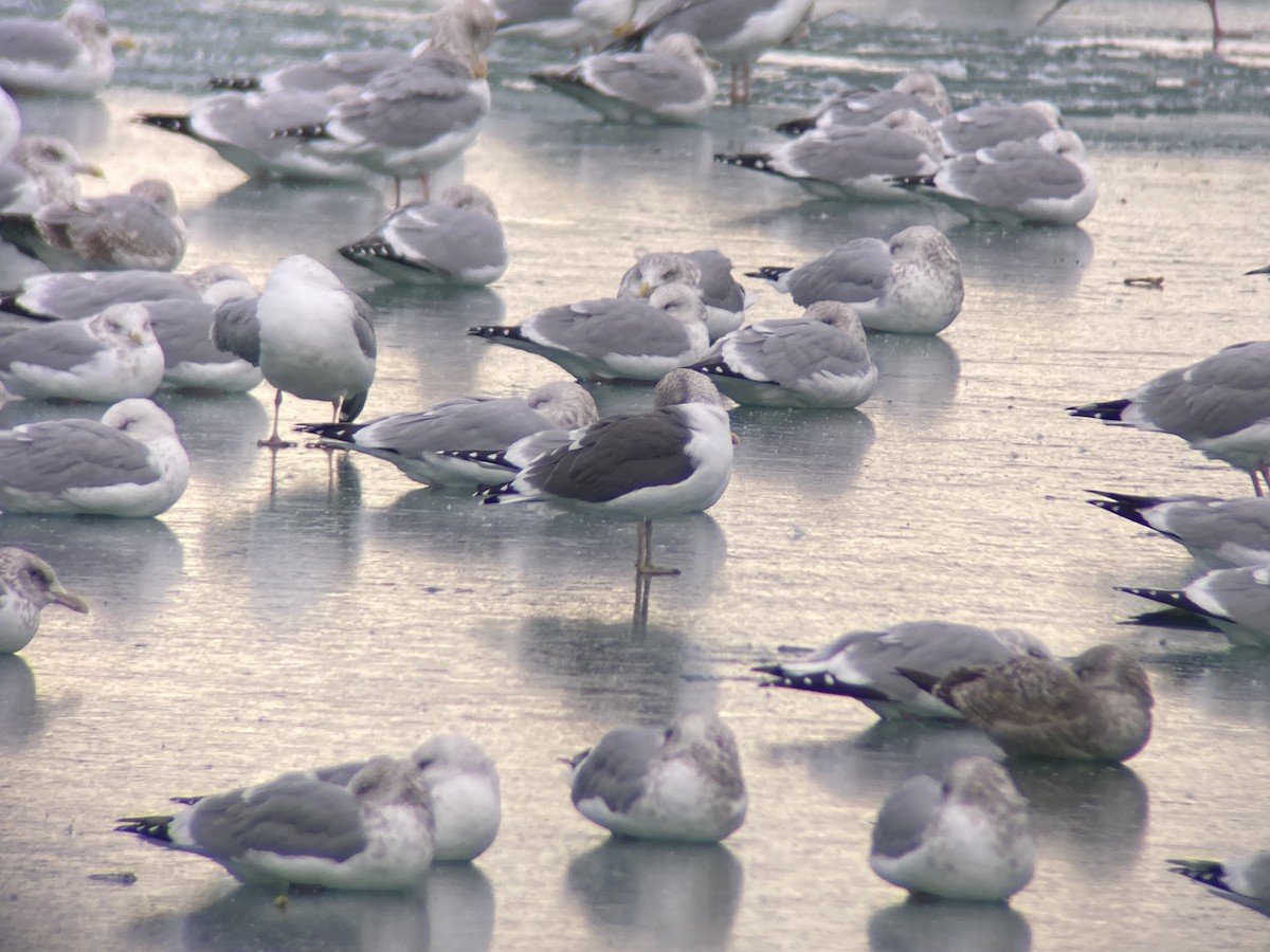 ニシセグロカモメ - ML646618104