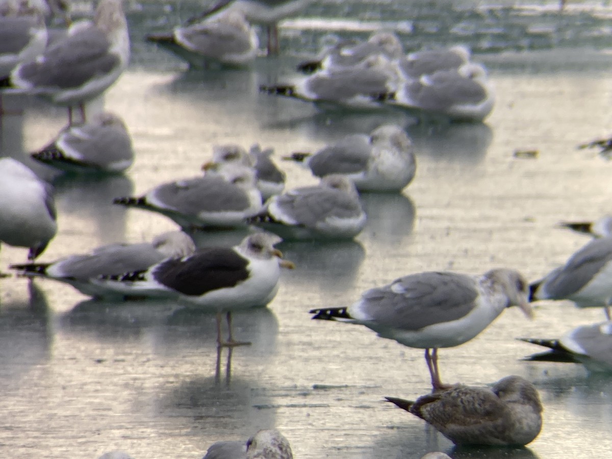 ニシセグロカモメ - ML646618105