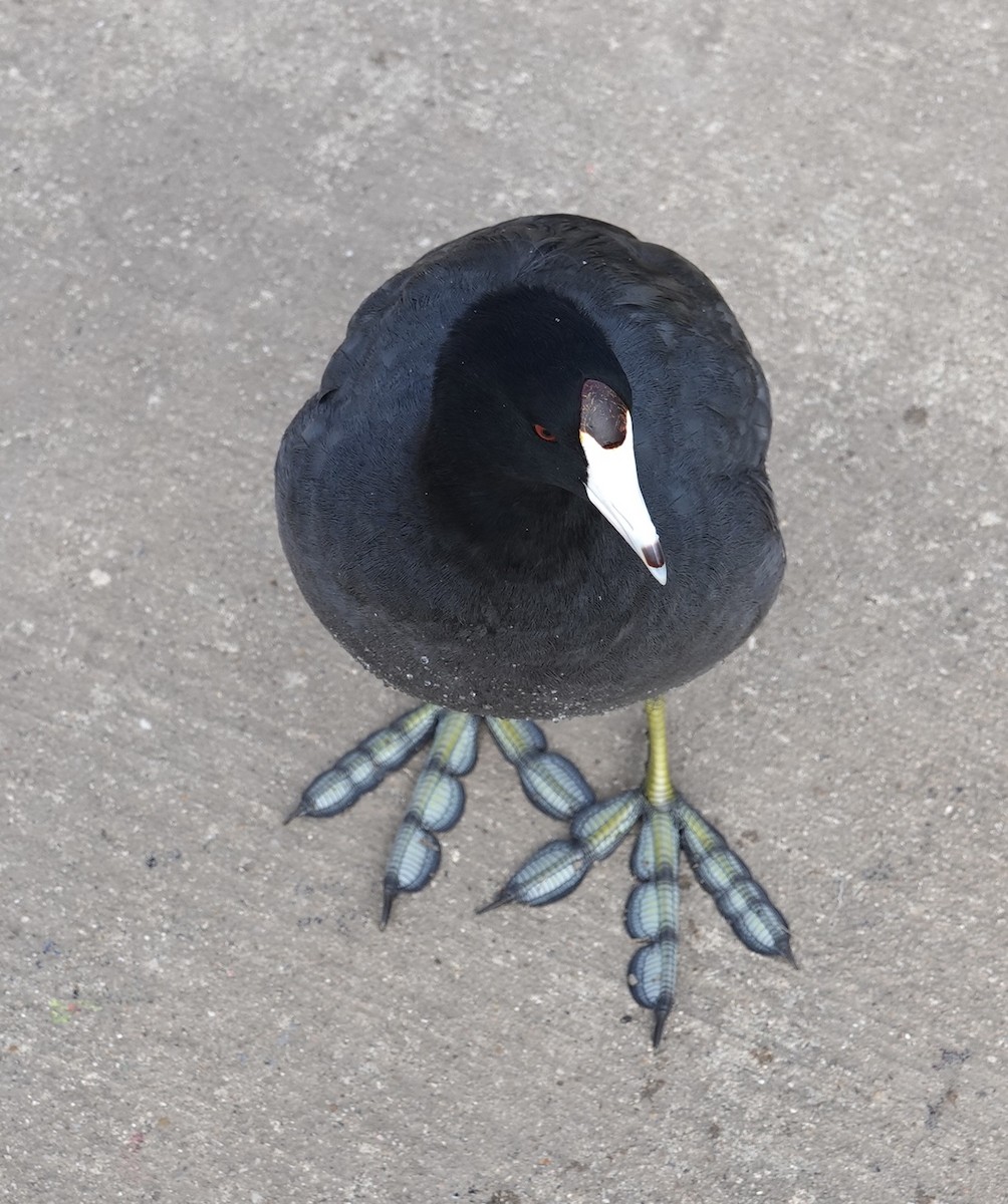 アメリカオオバン - ML646618107