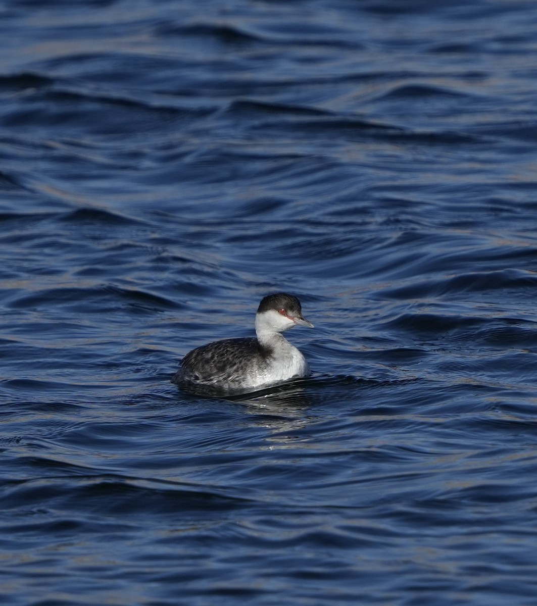 ミミカイツブリ - ML646618108