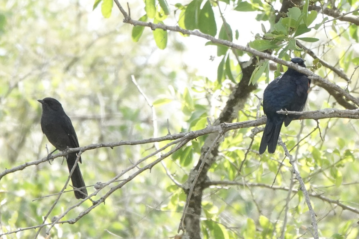 クロサンショウクイ - ML646618109