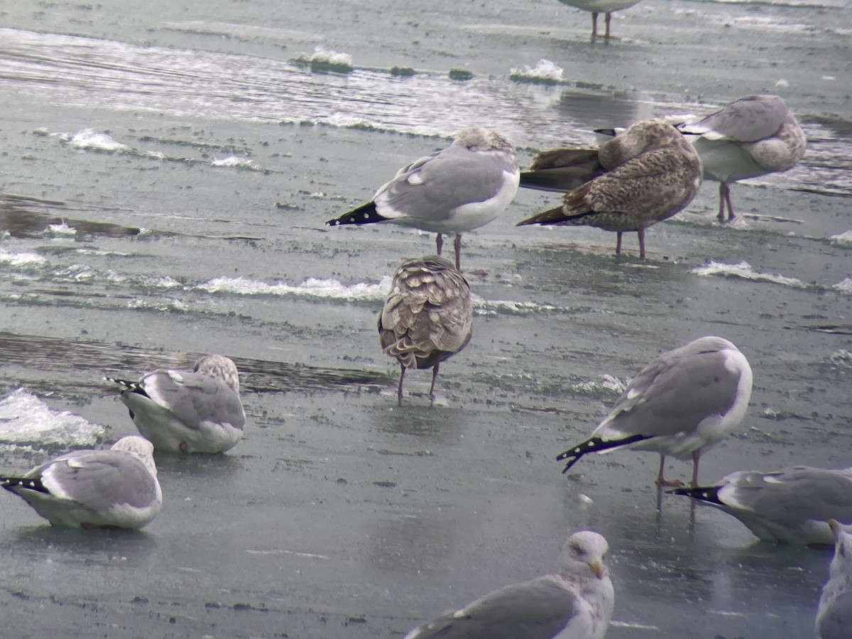 アイスランドカモメ - ML646618110