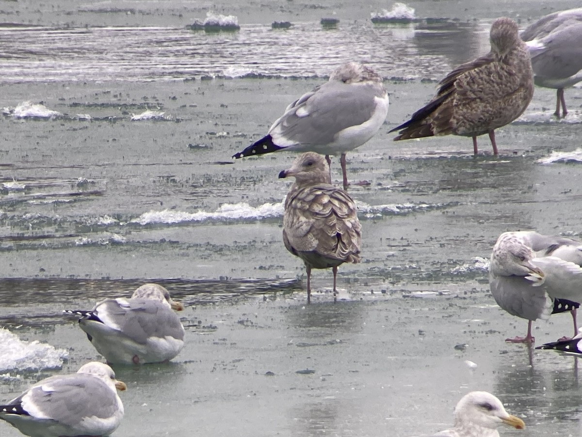 アイスランドカモメ - ML646618111