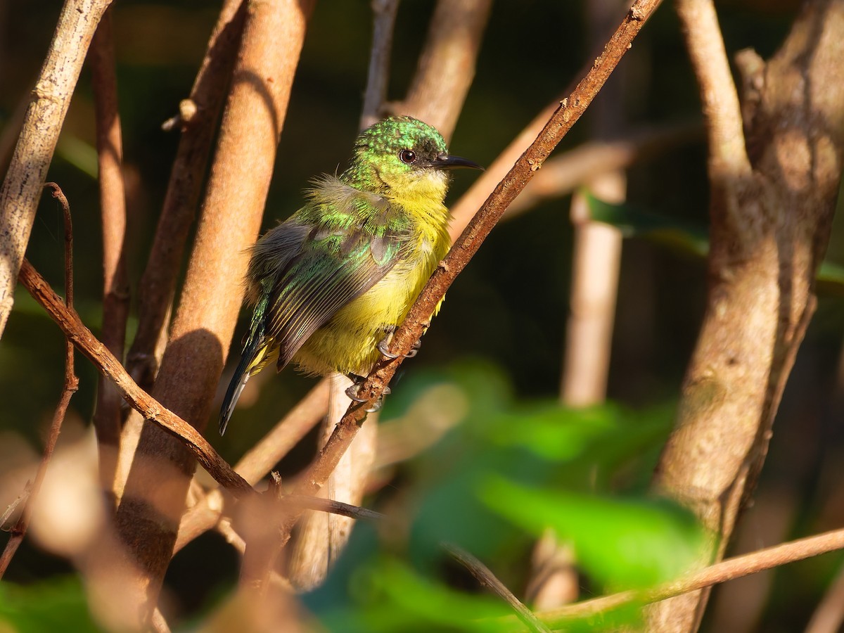 キバラコバシタイヨウチョウ - ML646618112