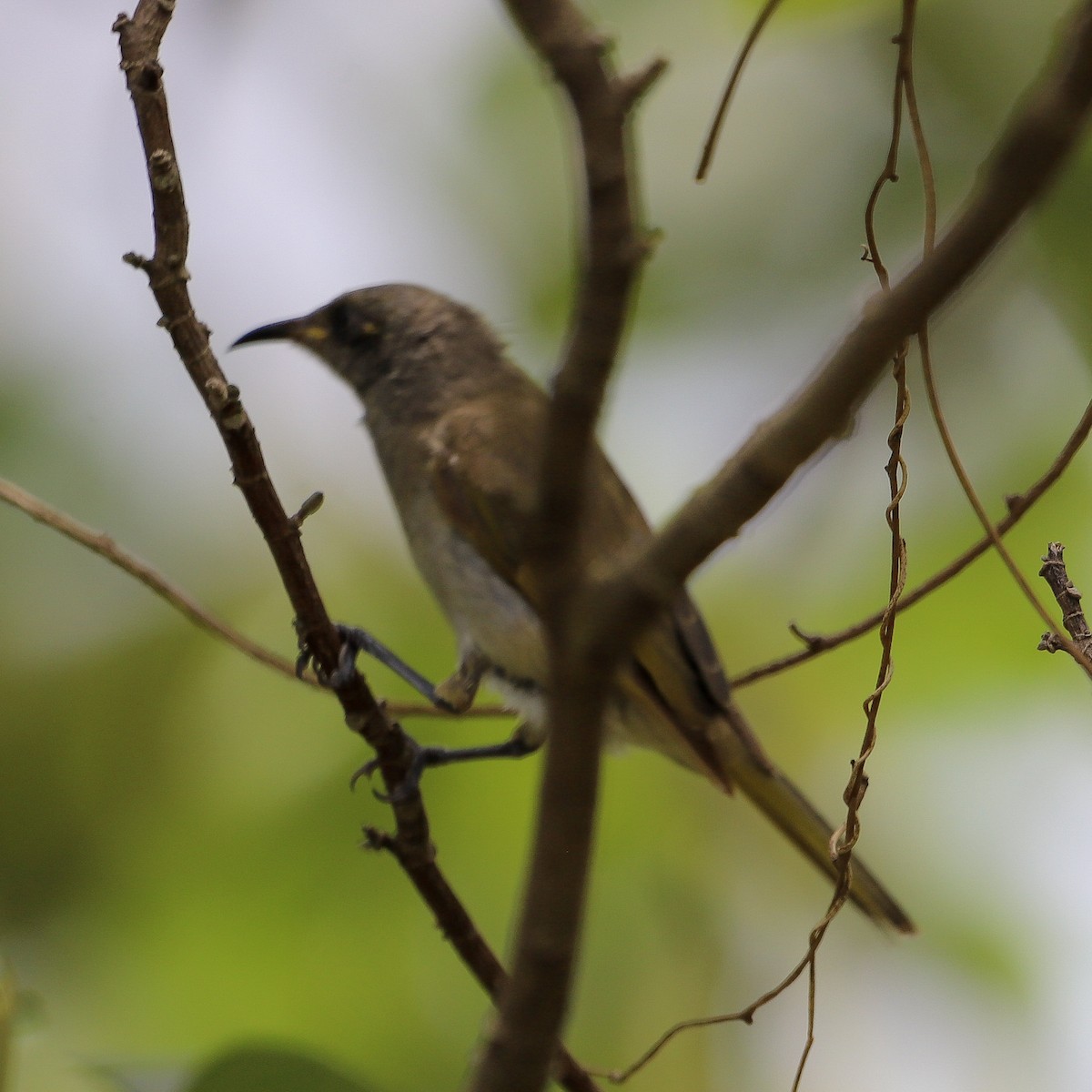 サメイロミツスイ - ML646618113