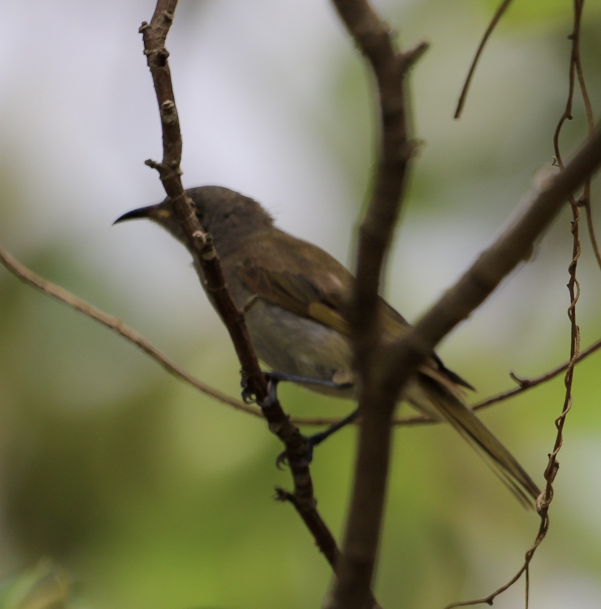 サメイロミツスイ - ML646618114