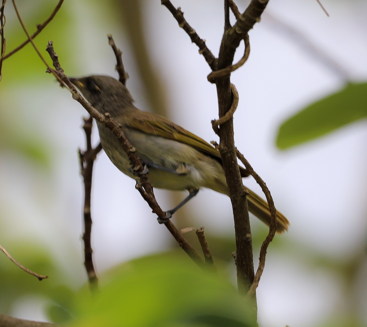 サメイロミツスイ - ML646618115