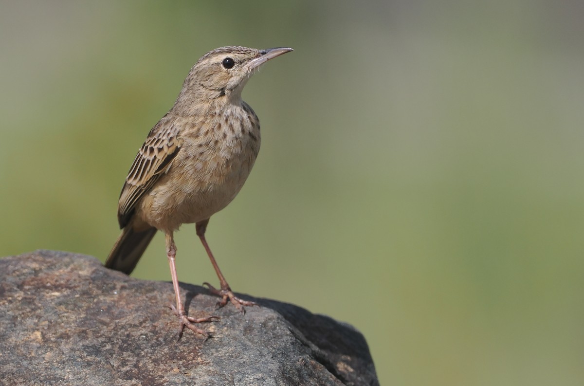 ハシナガビンズイ - ML646618116