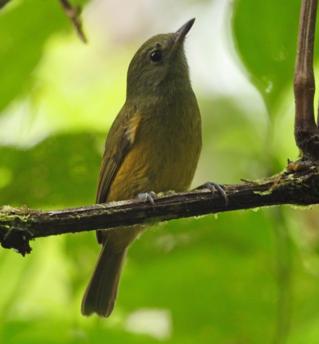 チャバラオリーブハエトリ - ML646618117