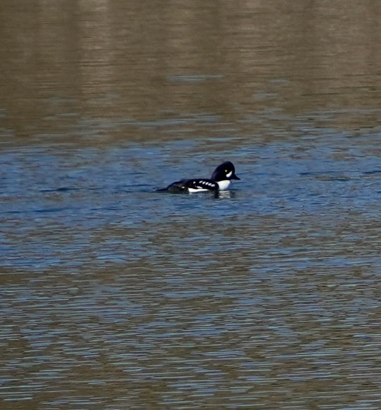 キタホオジロガモ - ML646618119