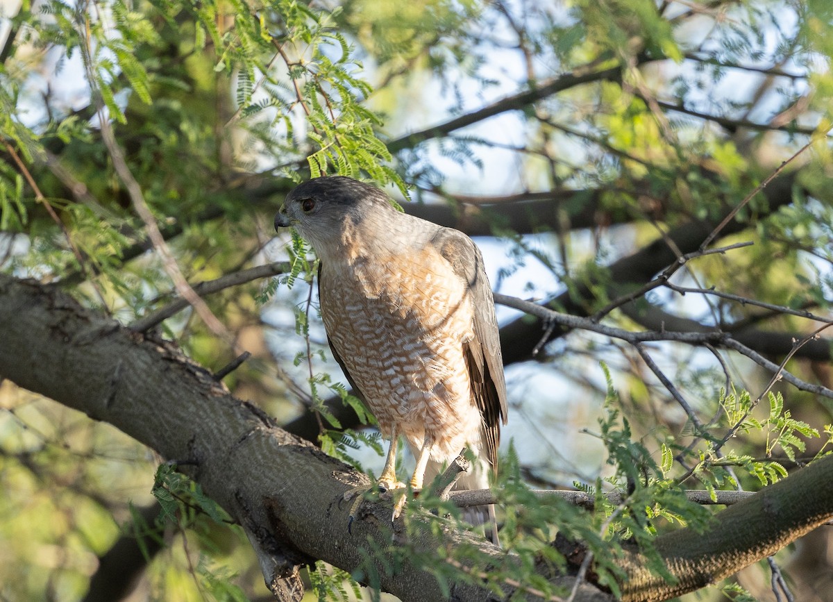 クーパーハイタカ - ML646618120