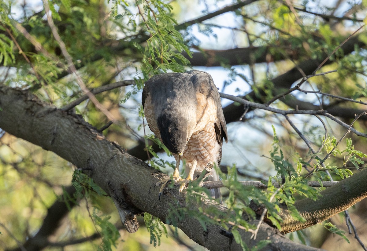 クーパーハイタカ - ML646618121