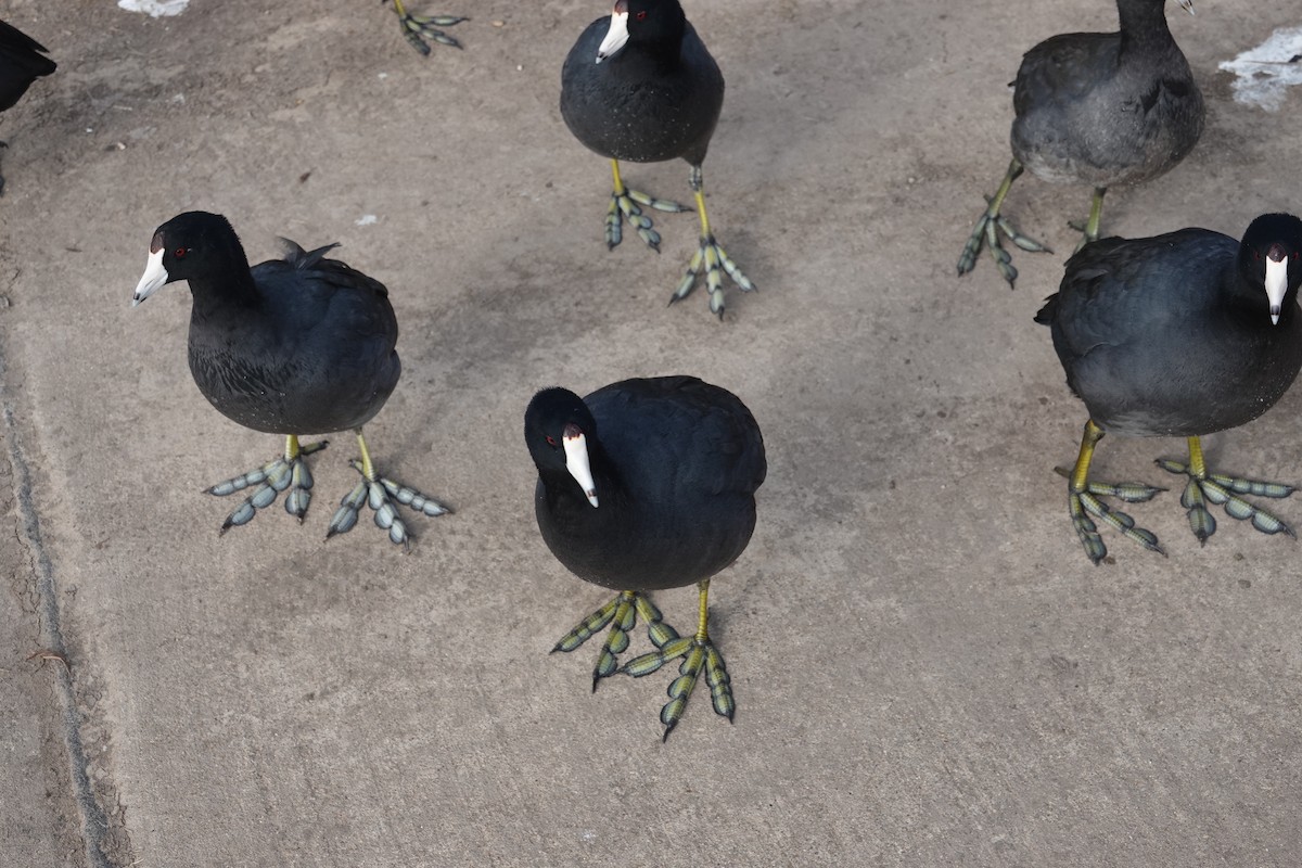 アメリカオオバン - ML646618122