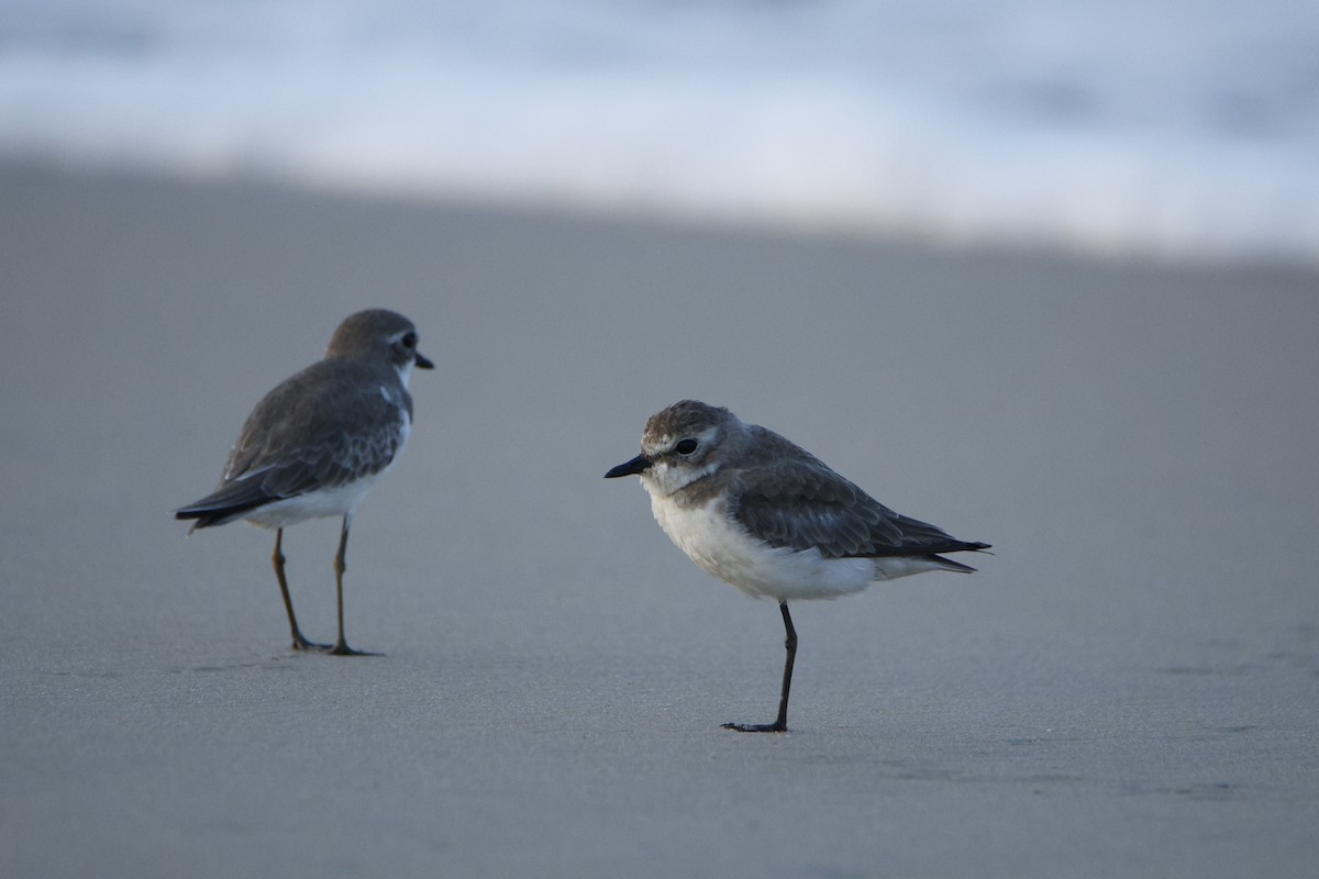 チベットメダイチドリ - ML646618123