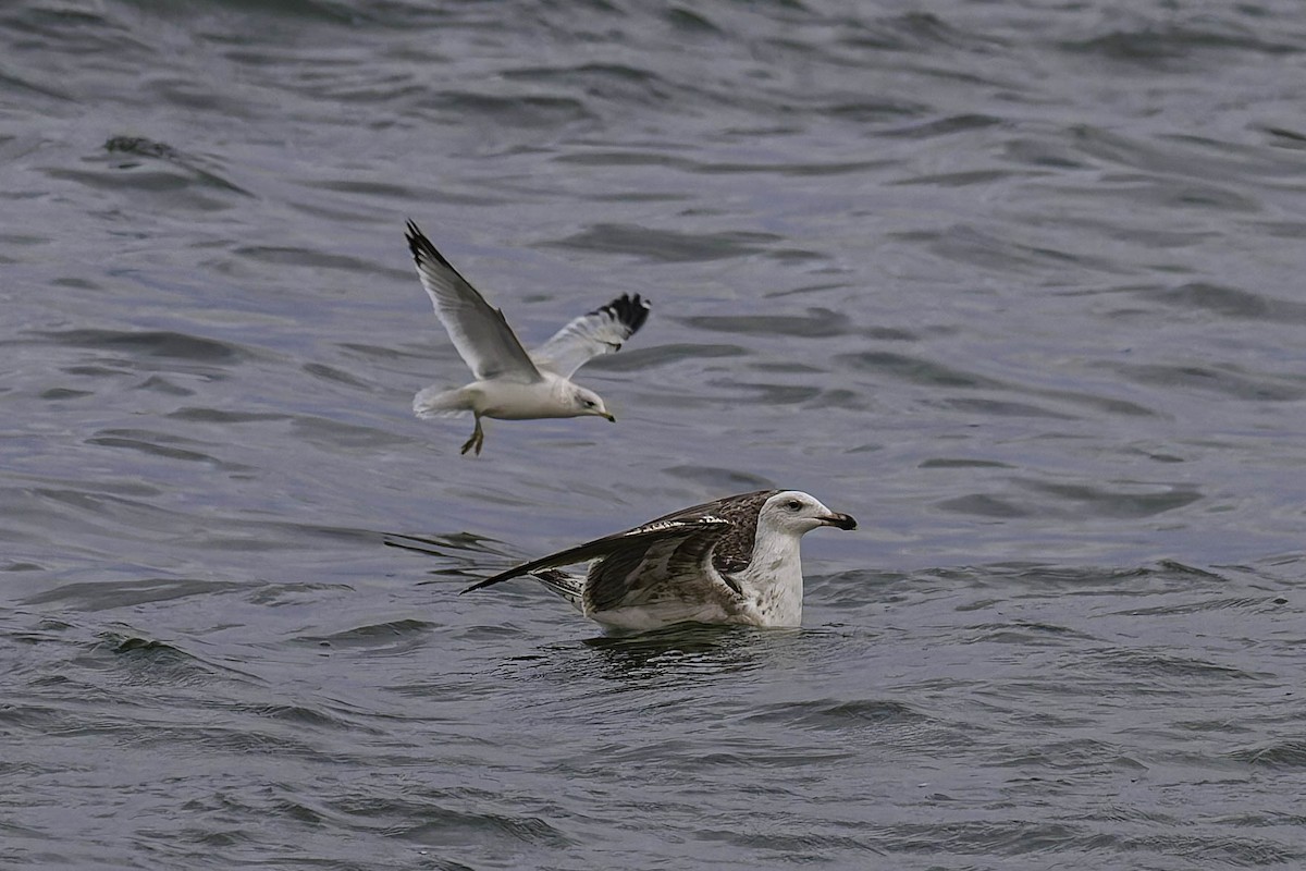 racek kroužkozobý - ML646618130