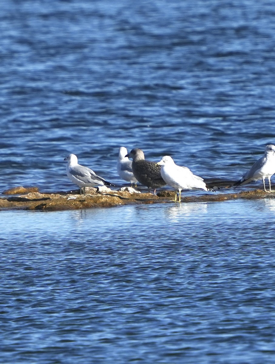 アメリカセグロカモメ - ML646618131