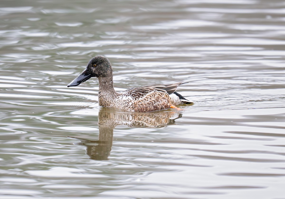 ハシビロガモ - ML646618132