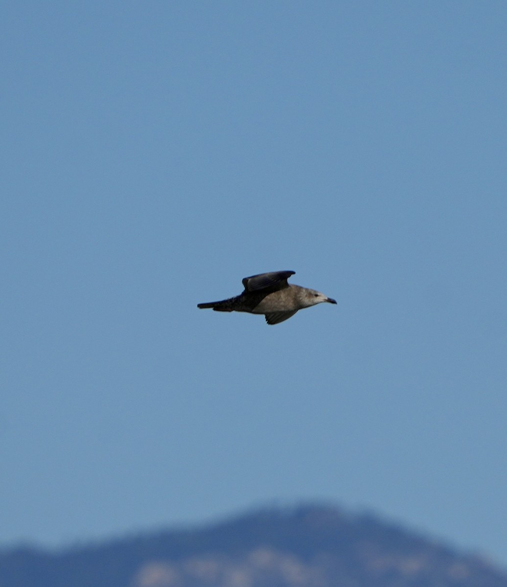 アメリカセグロカモメ - ML646618134