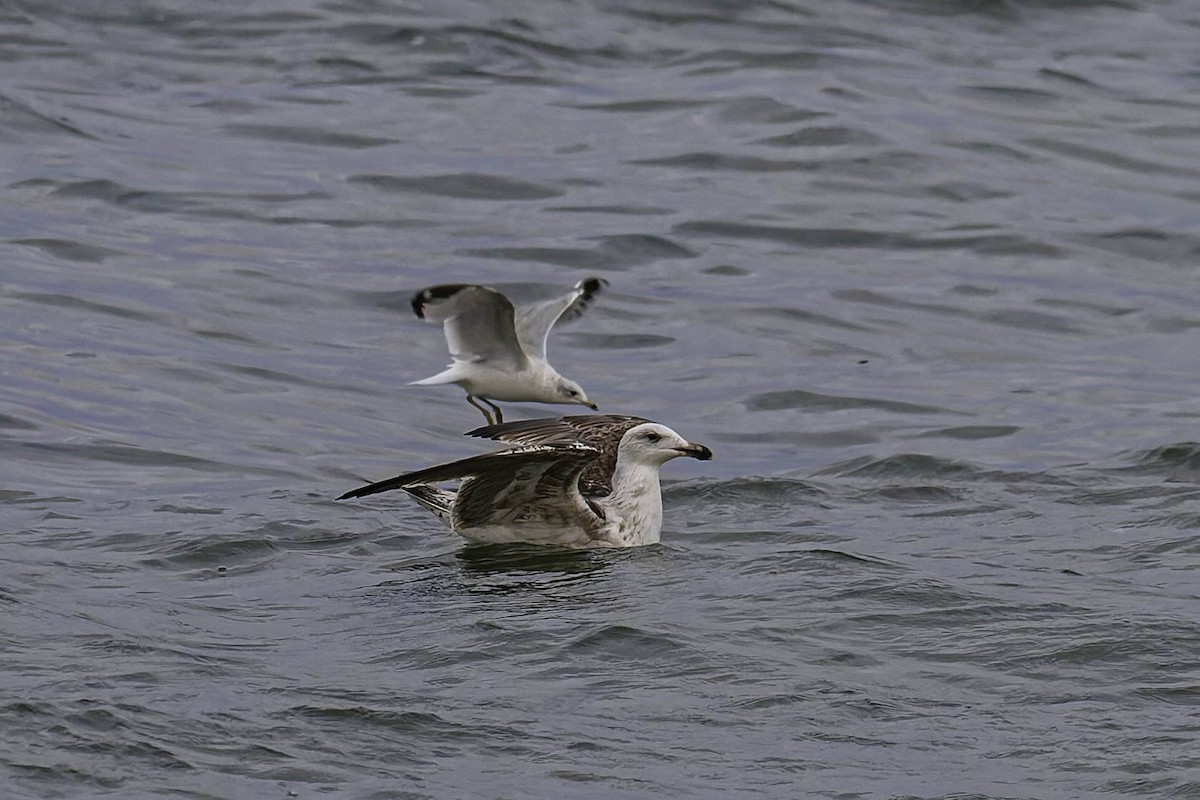 オオカモメ - ML646618135