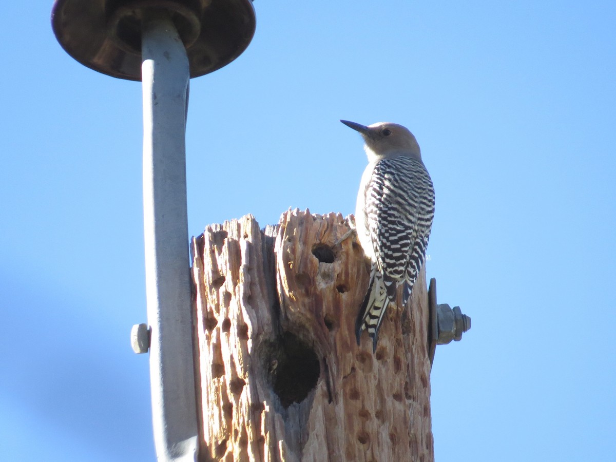 サバクシマセゲラ - ML646618136