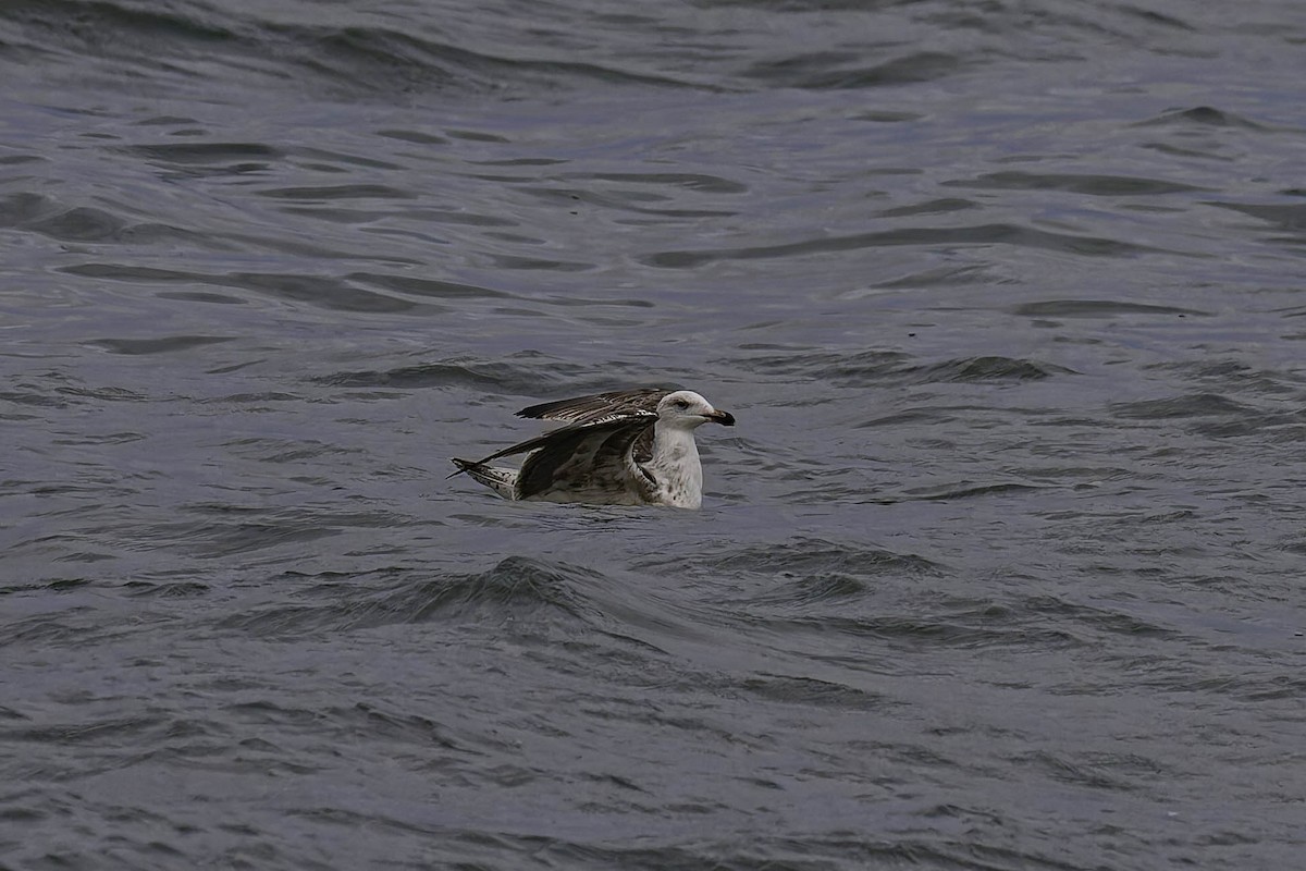 オオカモメ - ML646618142