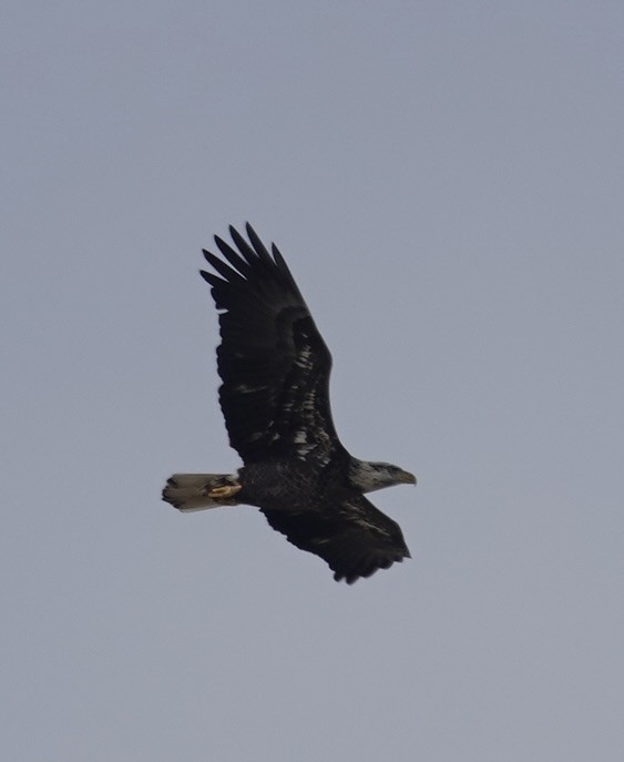 Bald Eagle - ML646618146