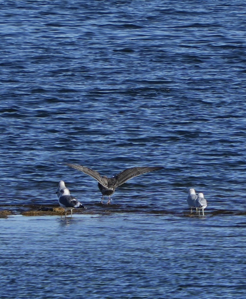 American Herring Gull - ML646618147
