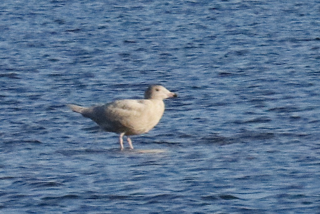 Glaucous Gull - ML646618148