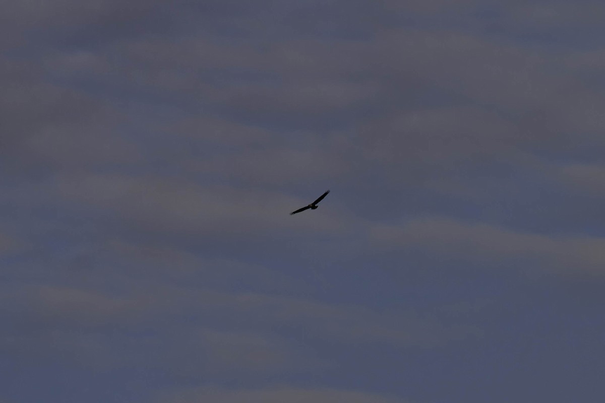 Pygargue à tête blanche - ML646618152