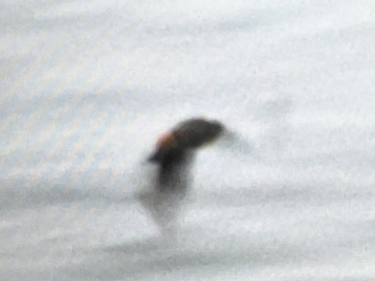 Cave Swallow - ML646618155