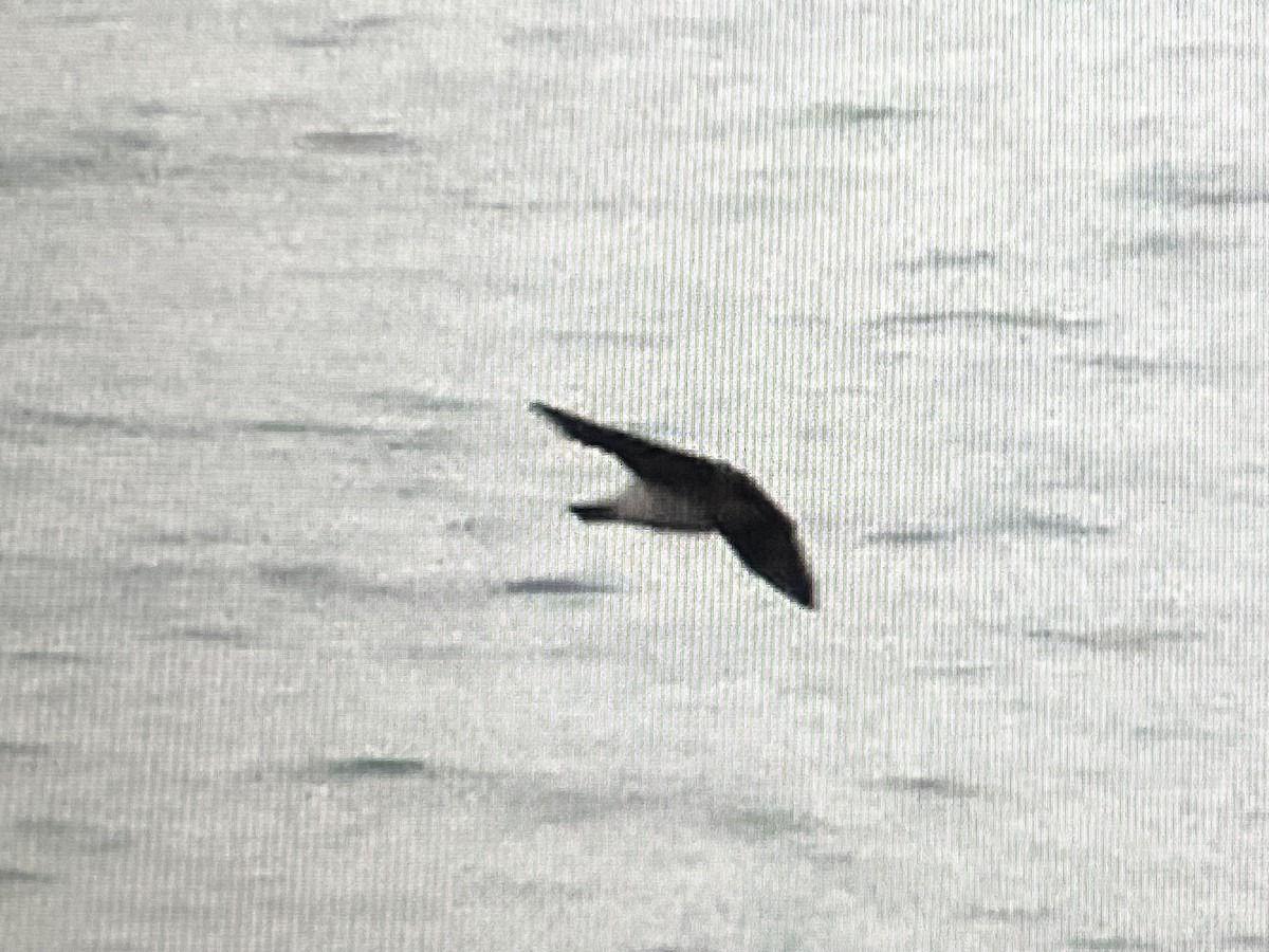 Cave Swallow - ML646618156